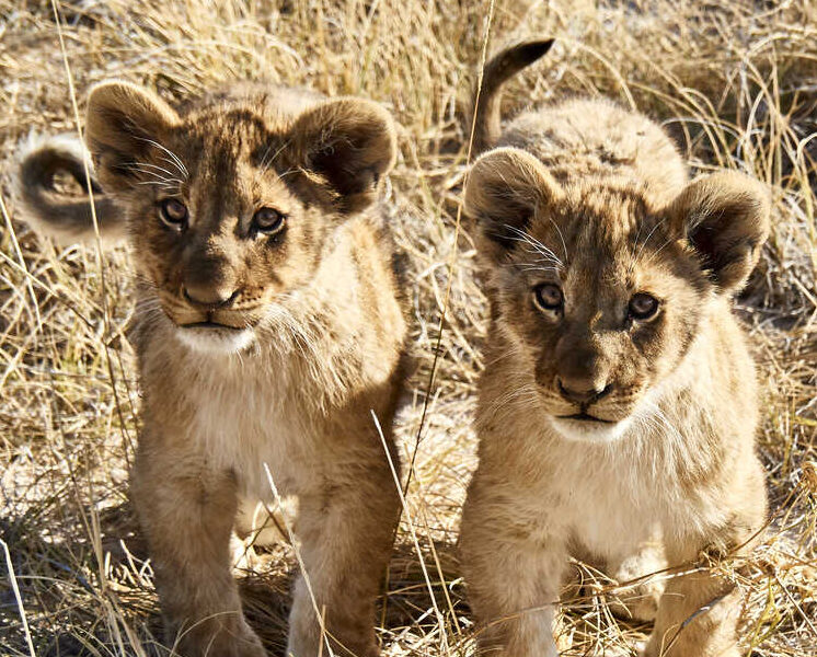 Tanzania Big5 Wildlife Safari