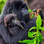 Rwanda Gorilla Trekking Safaris