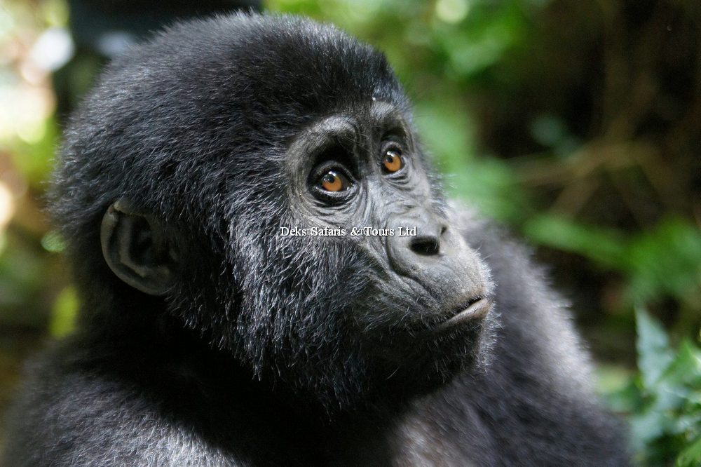 Mgahinga Gorilla National Park