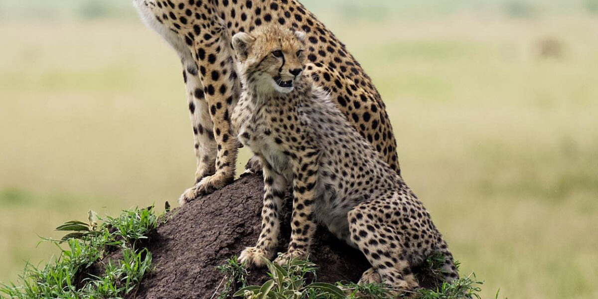 Africa Wildlife & Primates Safari
