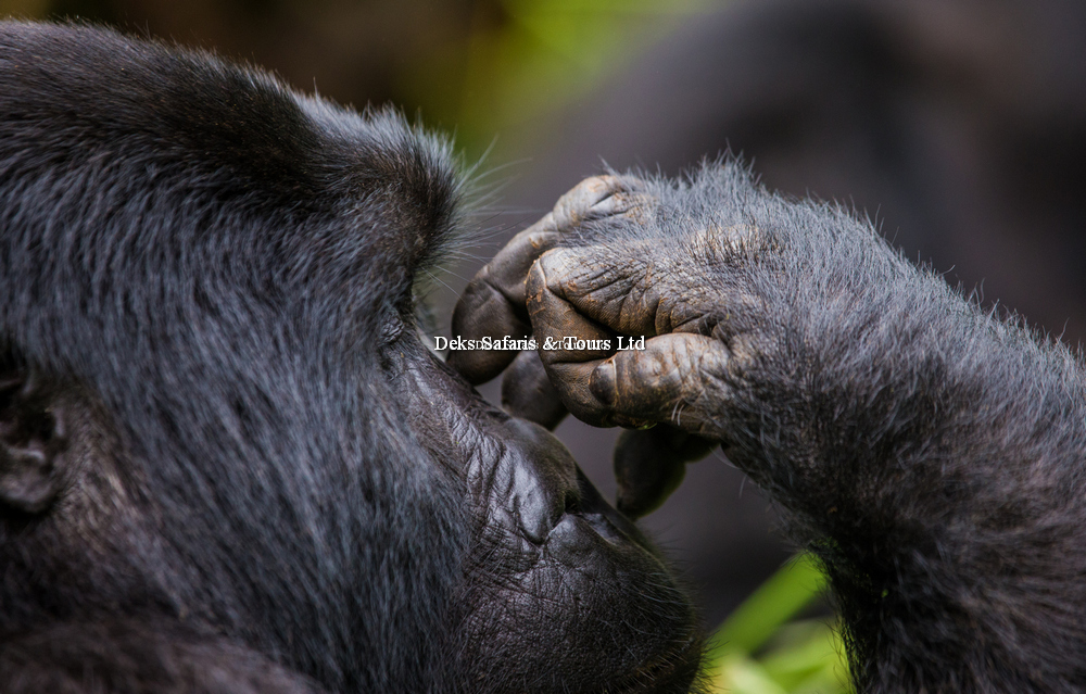 Uganda Gorilla Trekking Experience