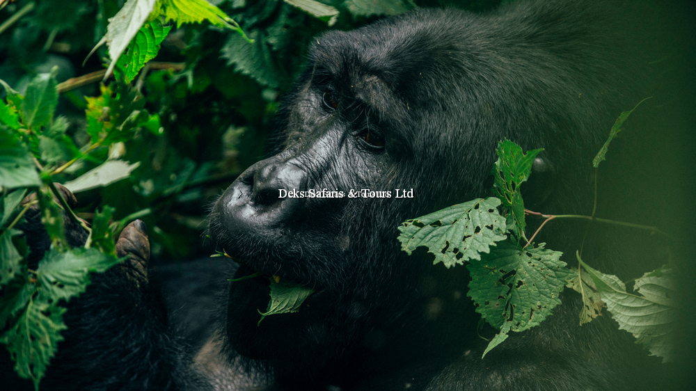 Mgahinga Gorilla National Park