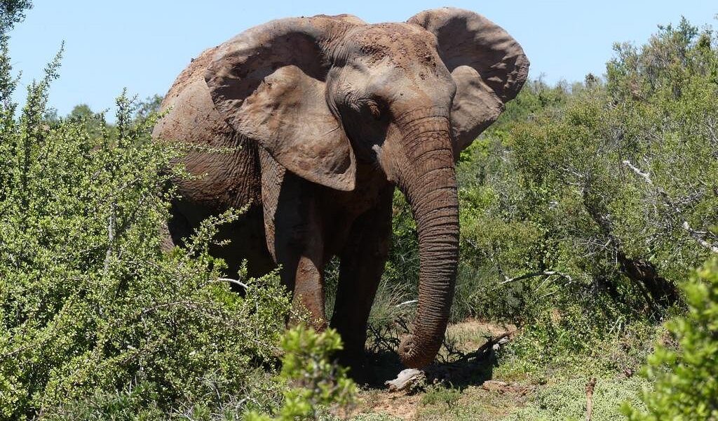 South Africa Big5 Wildlife Safari