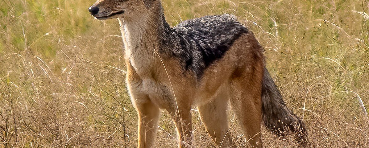 African Jackal