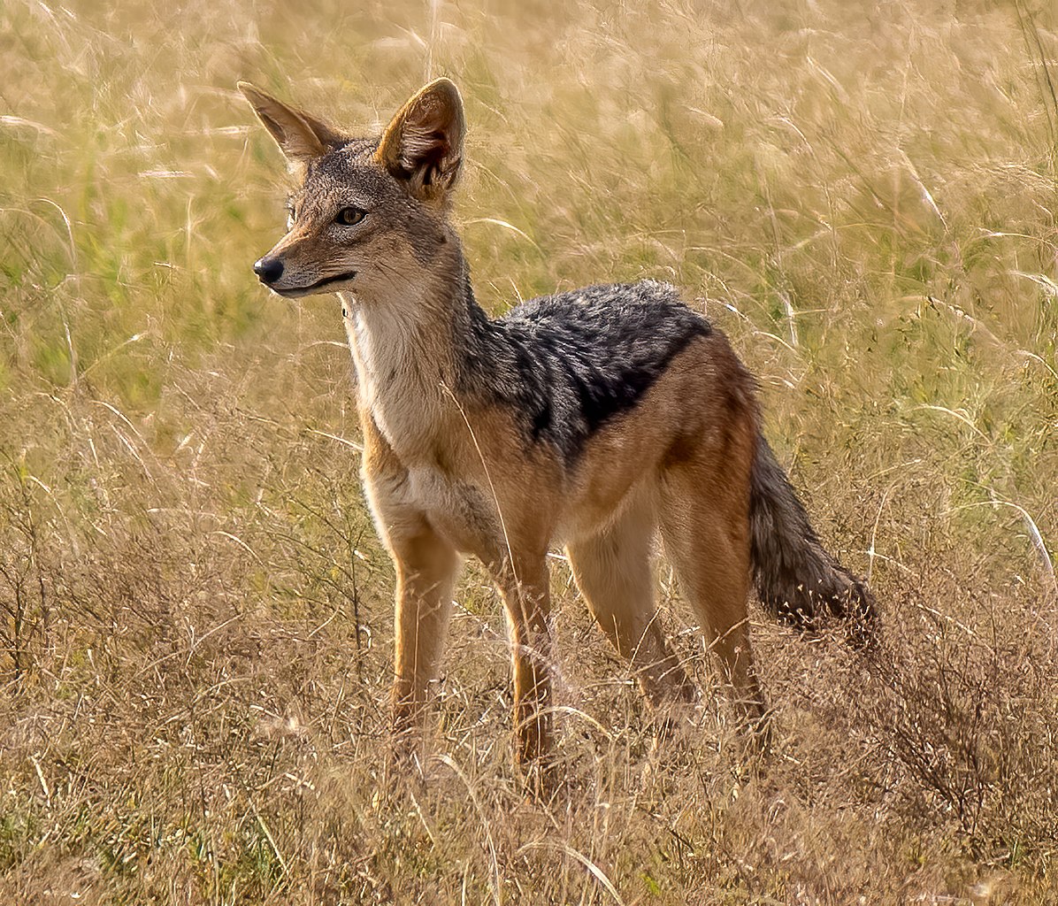 African Jackal: The Resourceful Scavengers of the Savanna 2025