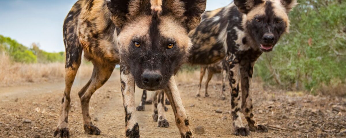 African Wild Dog