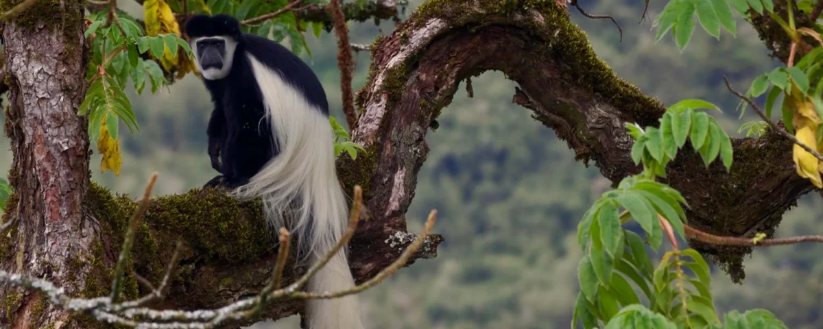 Black and White Colobus Monkey