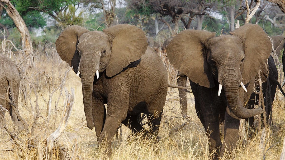 Namibia Wildlife Safari Experience