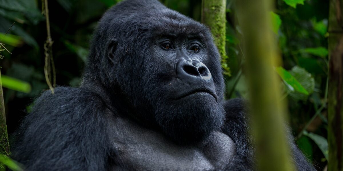 3-Day Rwanda Gorilla Trekking