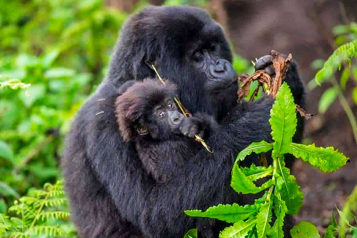 3-Day Bwindi Gorilla Trekking Safari