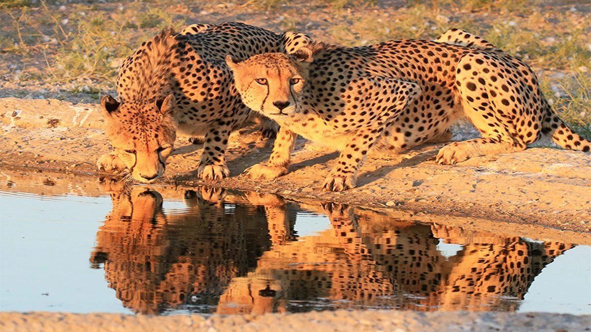 Central Kalahari Game Reserve