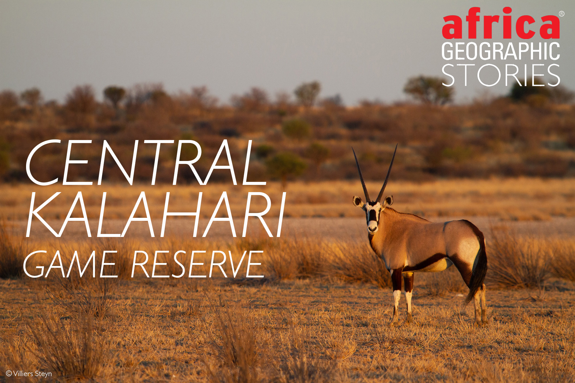Botswana Wildlife Safari Experience