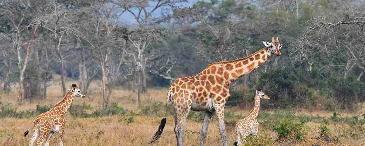 Giraffe