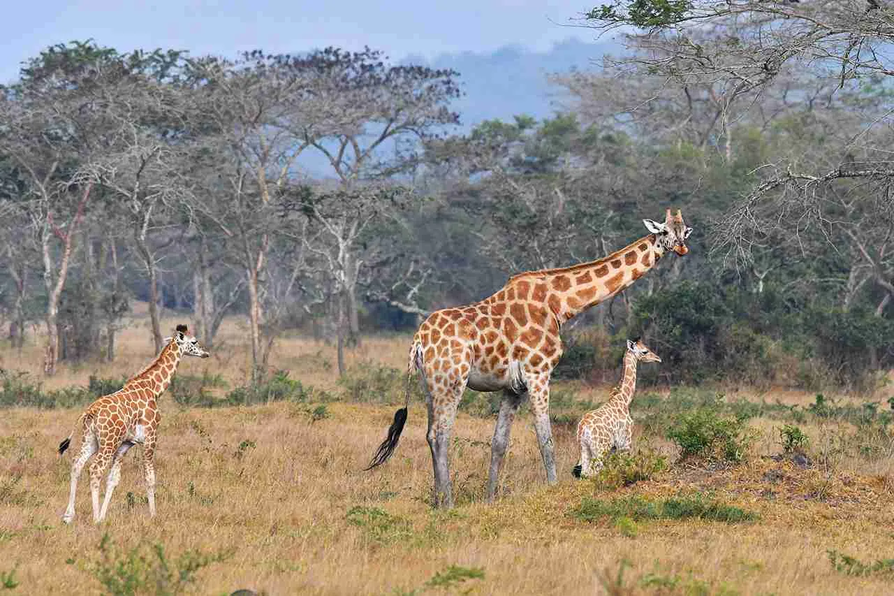 Giraffe