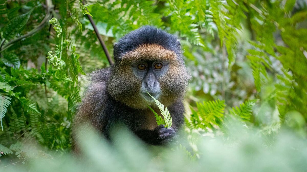 Rwanda Wildlife Safari Experience