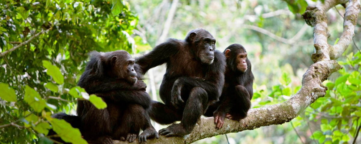 Tanzania Chimpanzee Tracking Experience