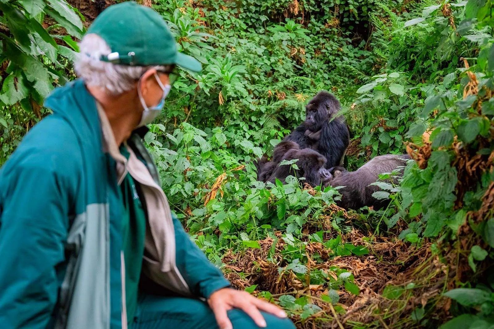 Gorilla Trekking from Chobe