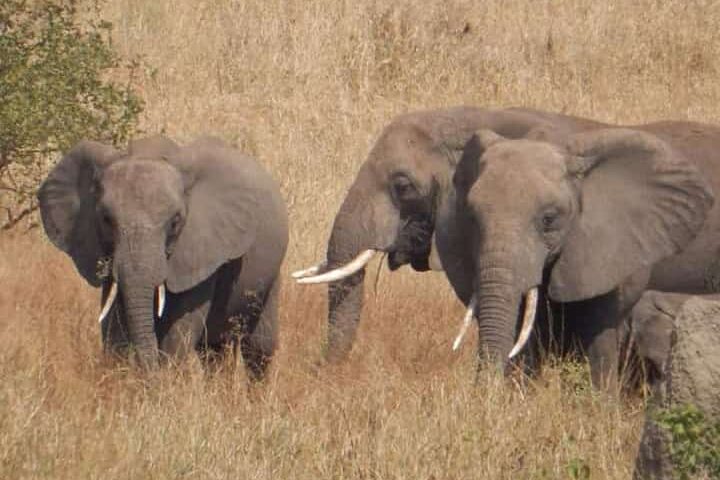 African Bush Elephants