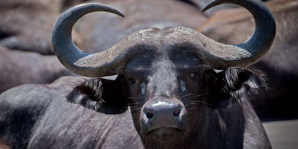 African Cape Buffalo