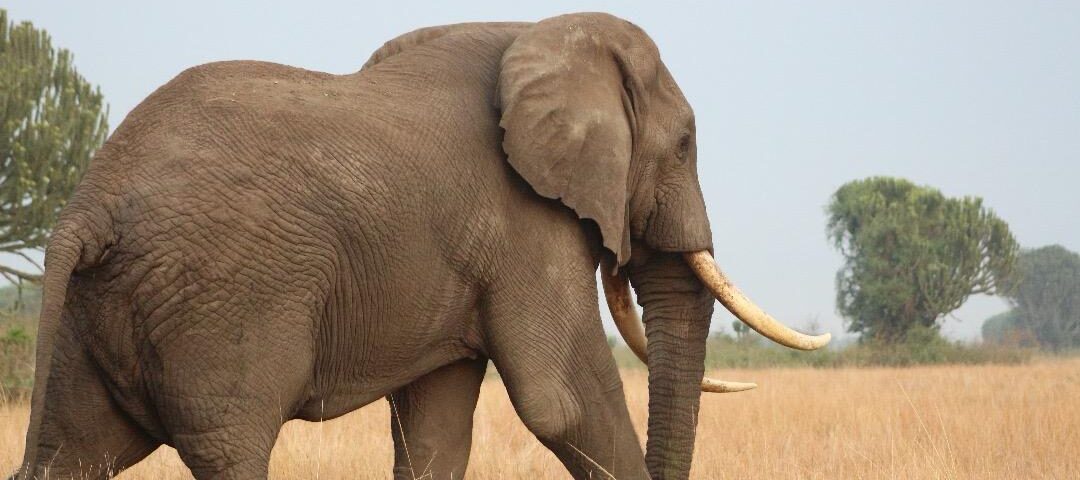 African Bush Elephants