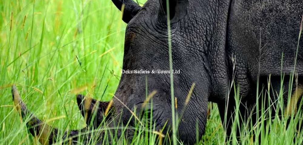 Ziwa Rhino Sanctuary