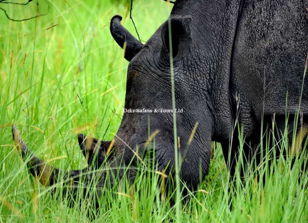 Ziwa Rhino Sanctuary
