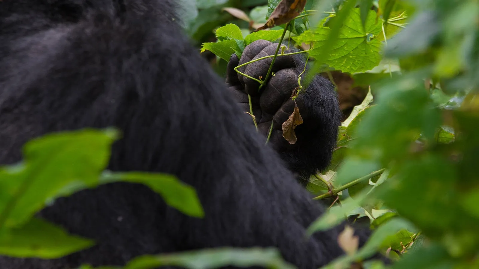 Bwindi Impenetrable Forest