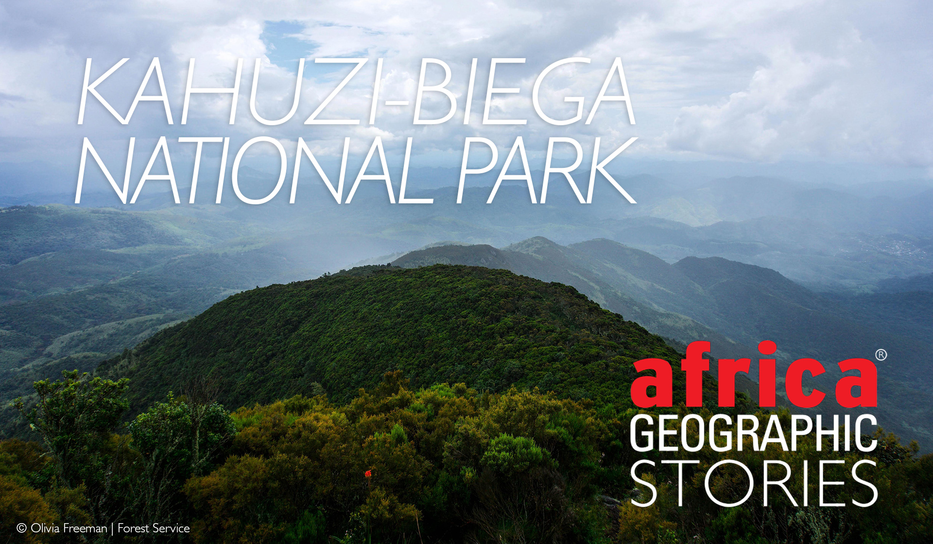 DR Congo Gorilla Trekking Experience