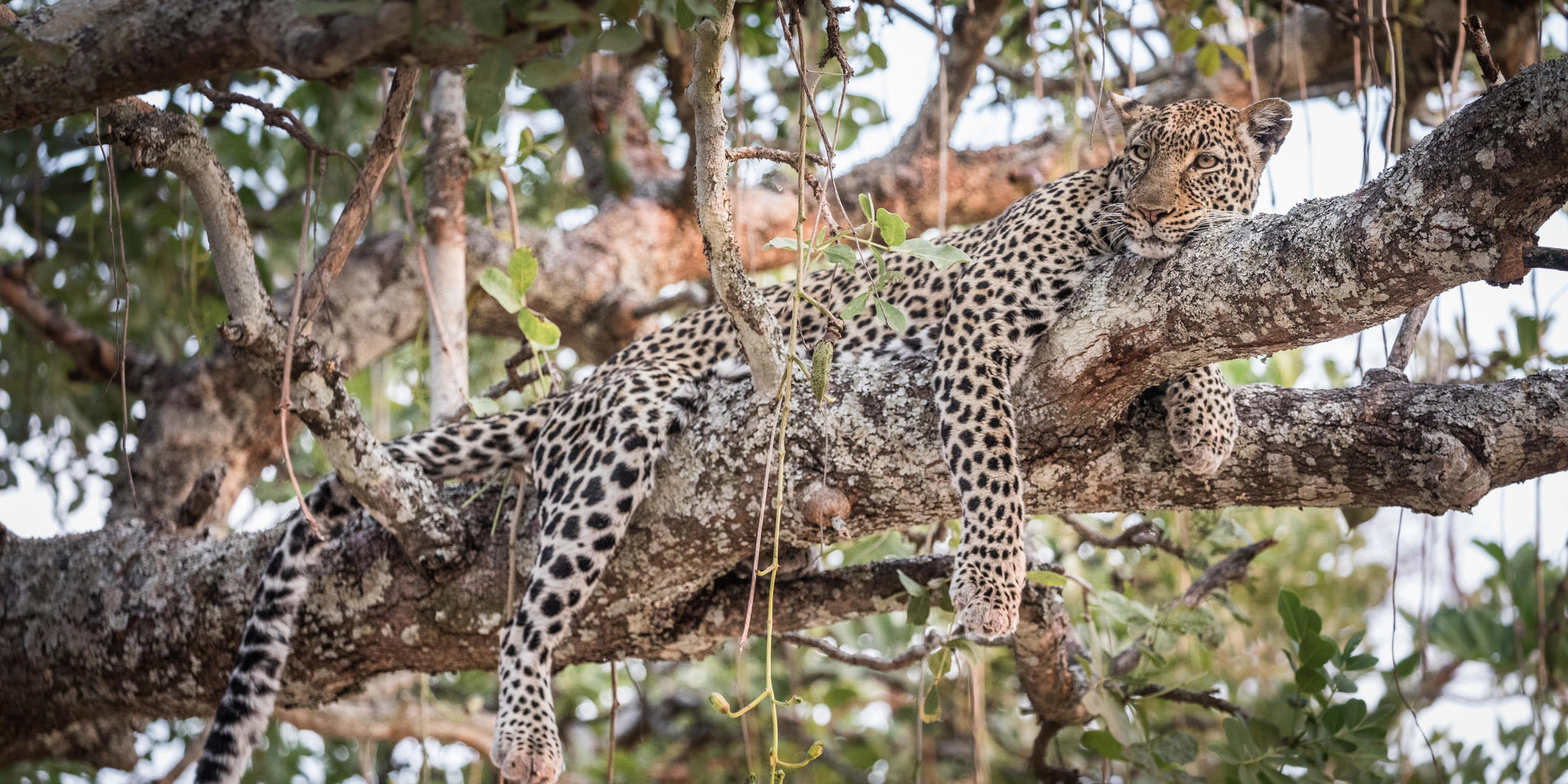 Tanzania Wildlife Safari Experience