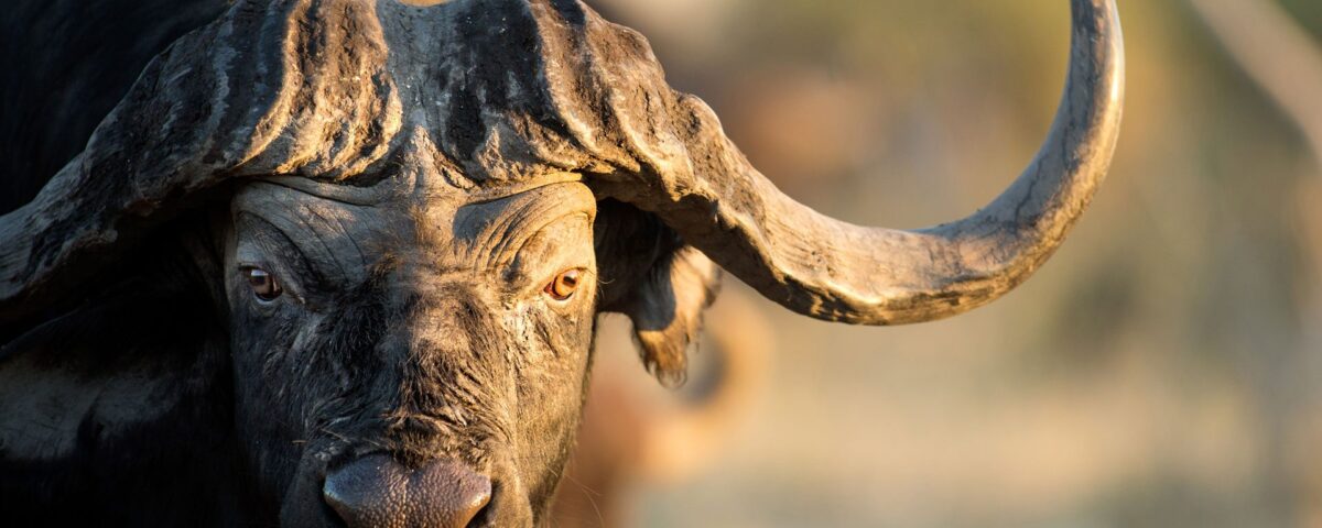 Katavi National Park