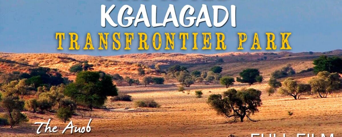 Botswana Wildlife Safari Experience