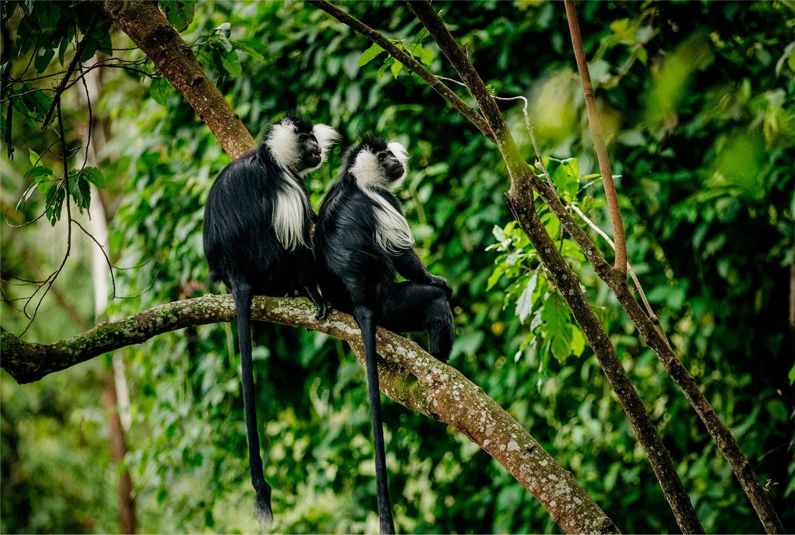 Kibira National Park