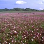 Kitulo National Park