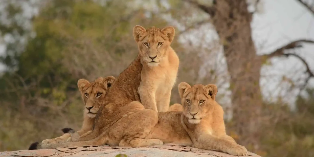 Kruger National Park