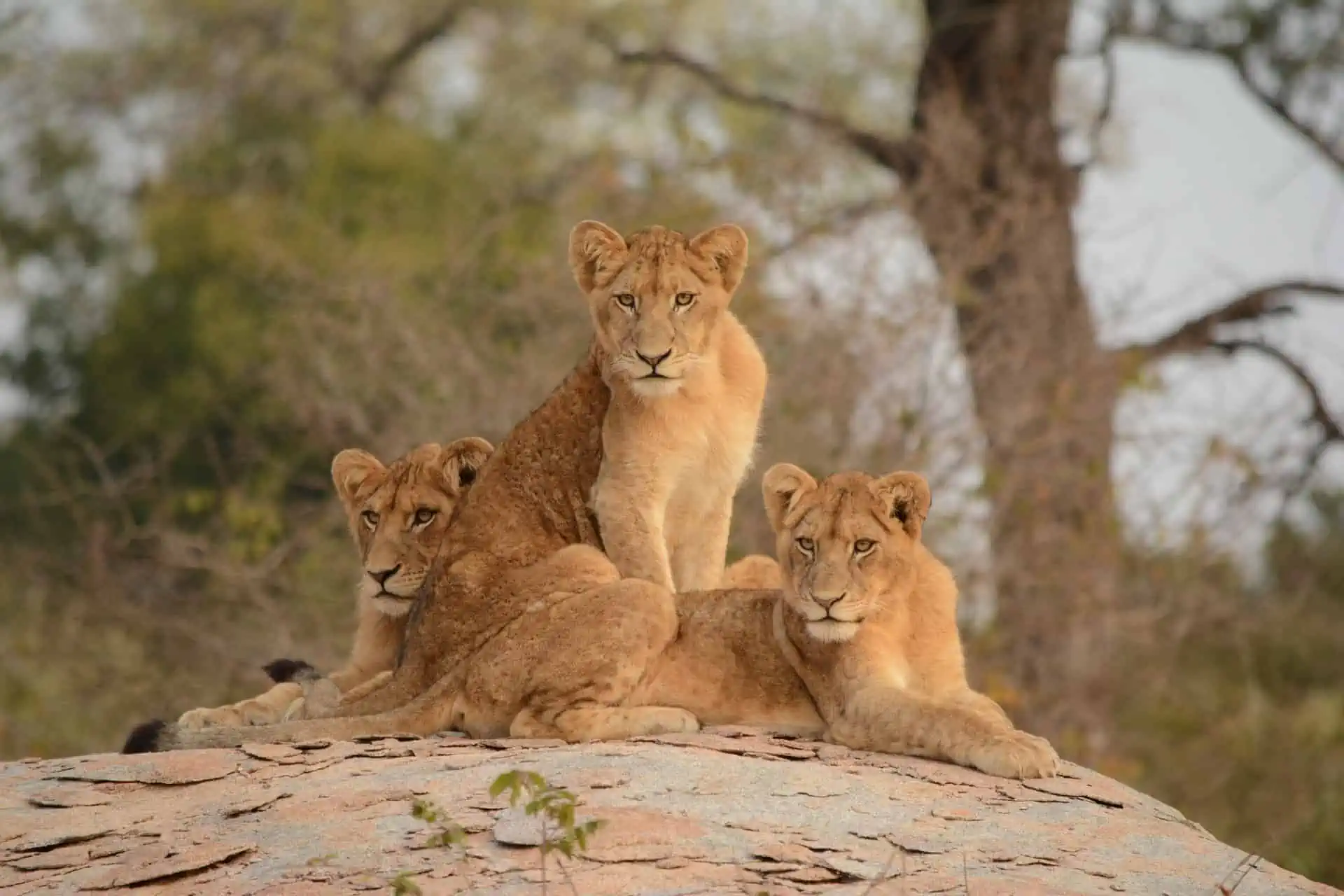 Uganda Rwanda & DR Congo Safari