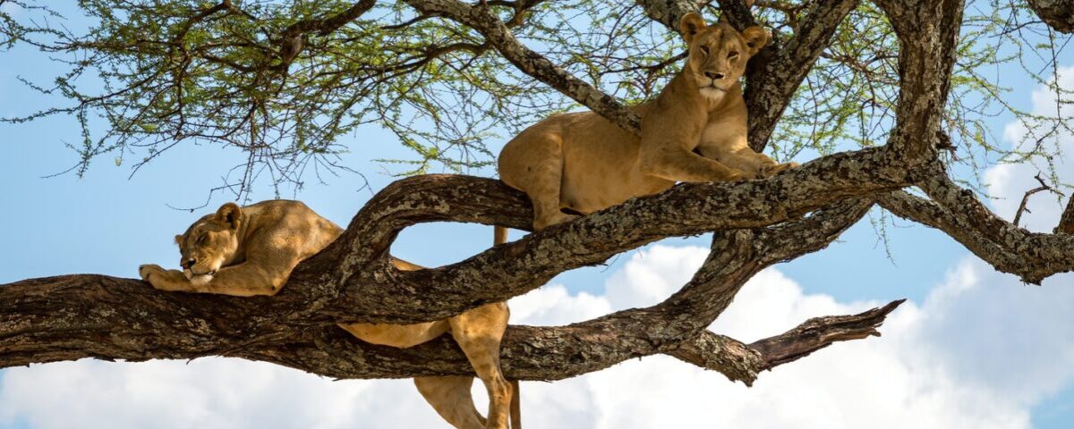 Tanzania Wildlife Safari Experience
