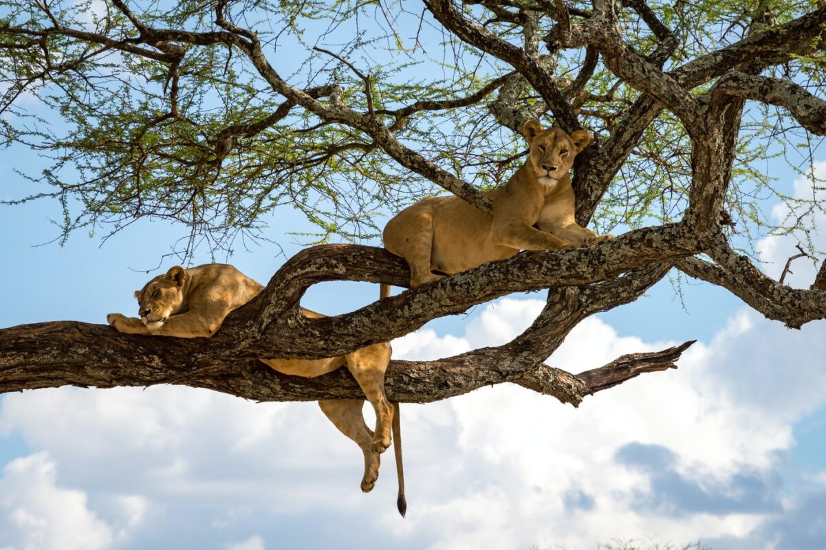 Tanzania Wildlife Safari Experience