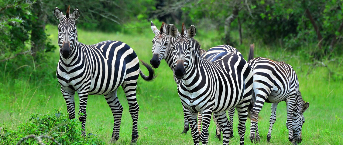 Lake Mburo National Park