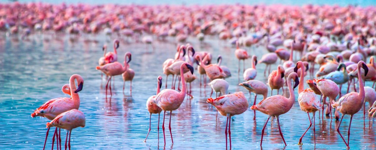 Lake Nakuru National Park