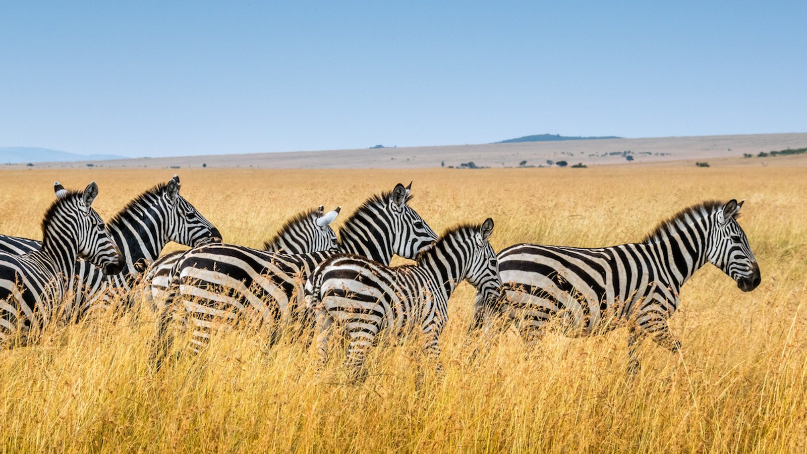 Tanzania Wildlife Safari Experience