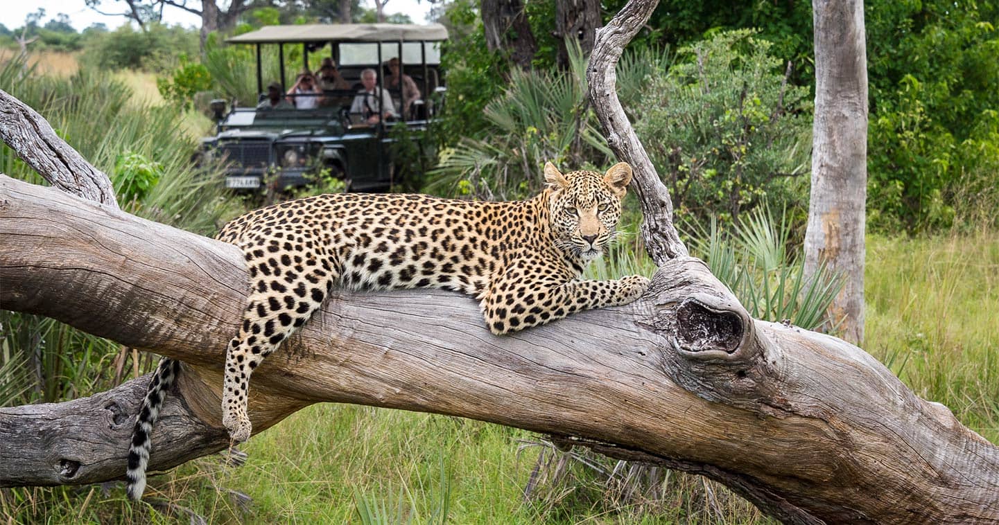 Moremi Game Reserve Botswana