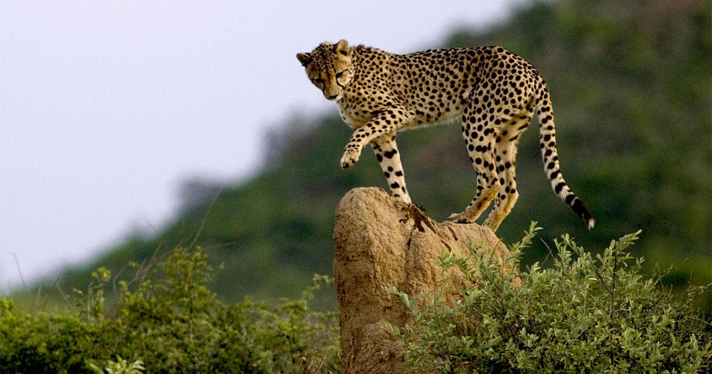 Botswana Wildlife Safari Experience