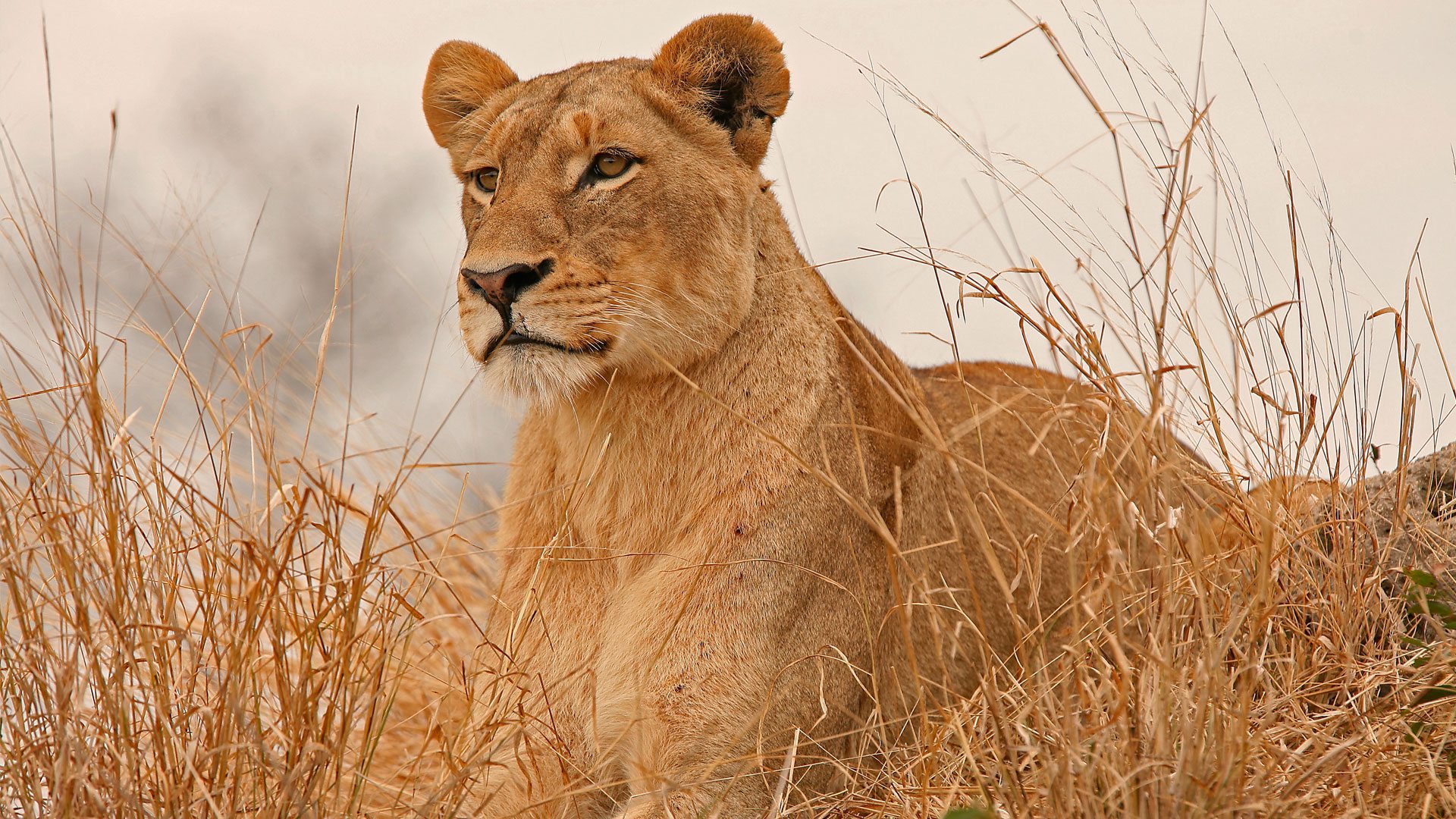 Tsavo West National Park