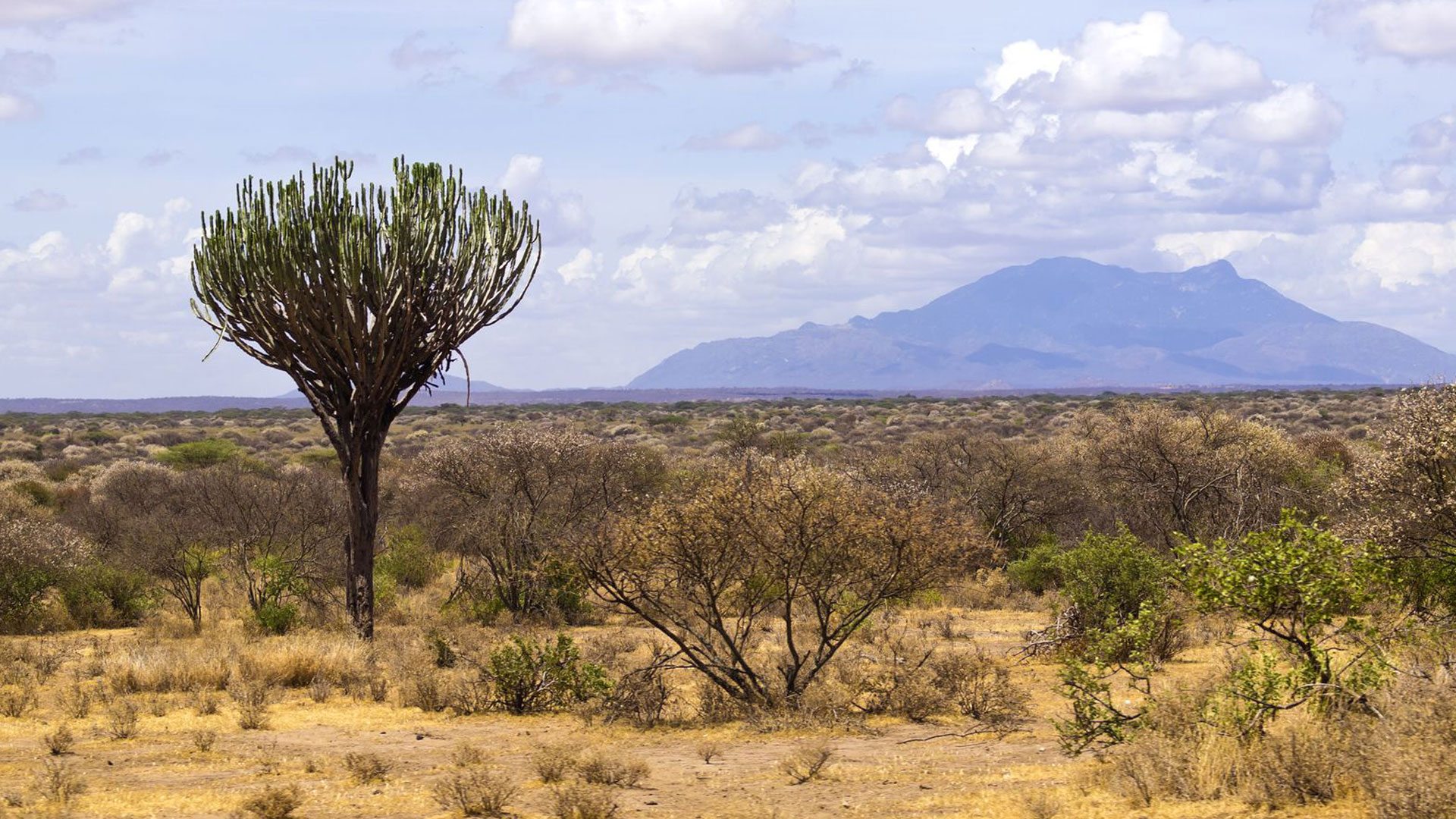 Tanzania Wildlife Safari Experience