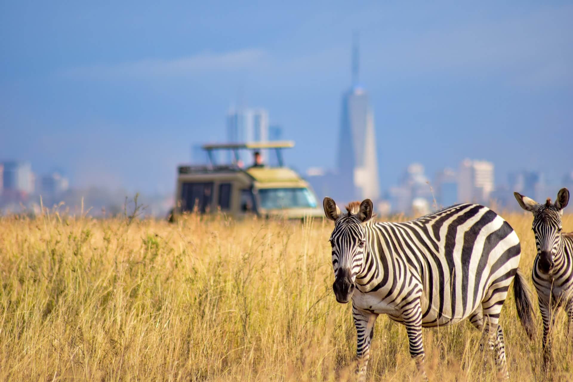 Kenya Wildlife Safari Experience
