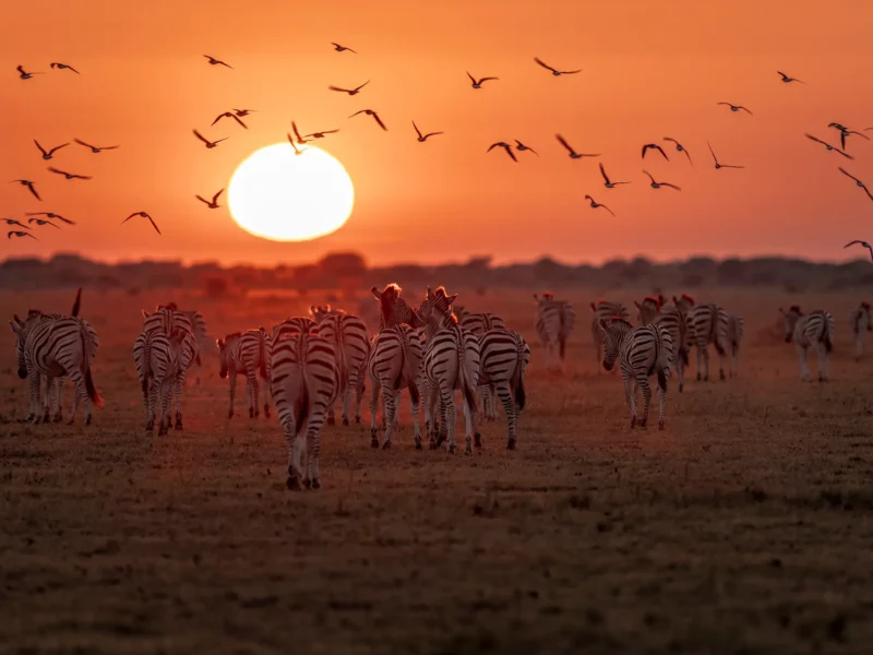 Nxai Pan National Park Botswana Botswana Wildlife Safari Experience