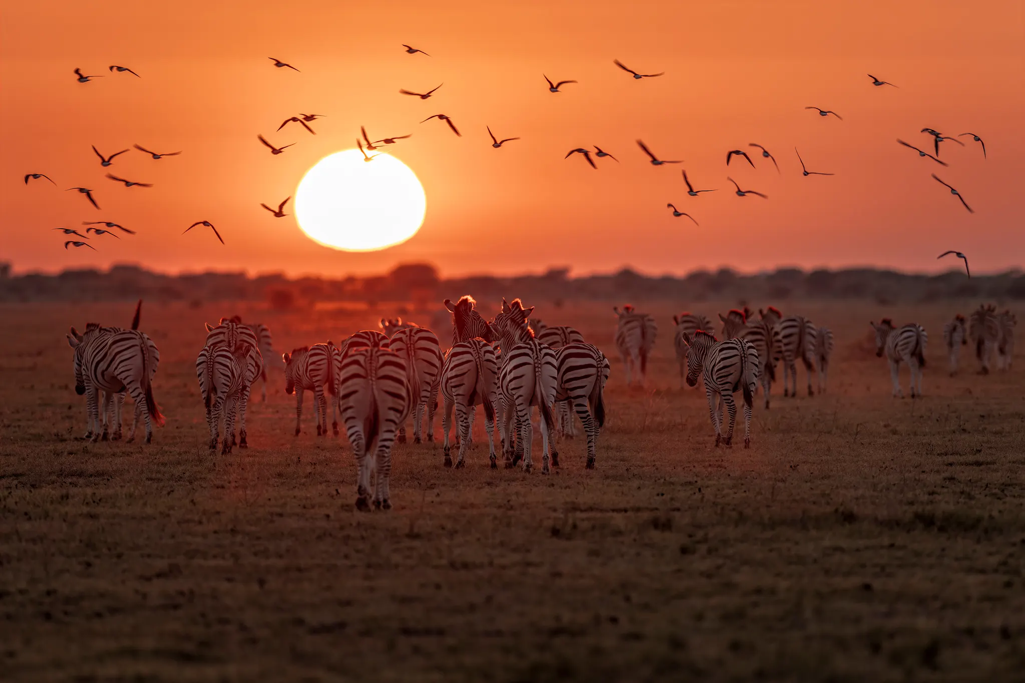 Botswana Wildlife Safari Experience