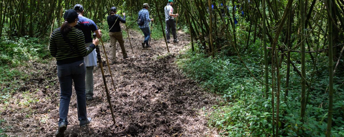 Nyungwe Forest National Park