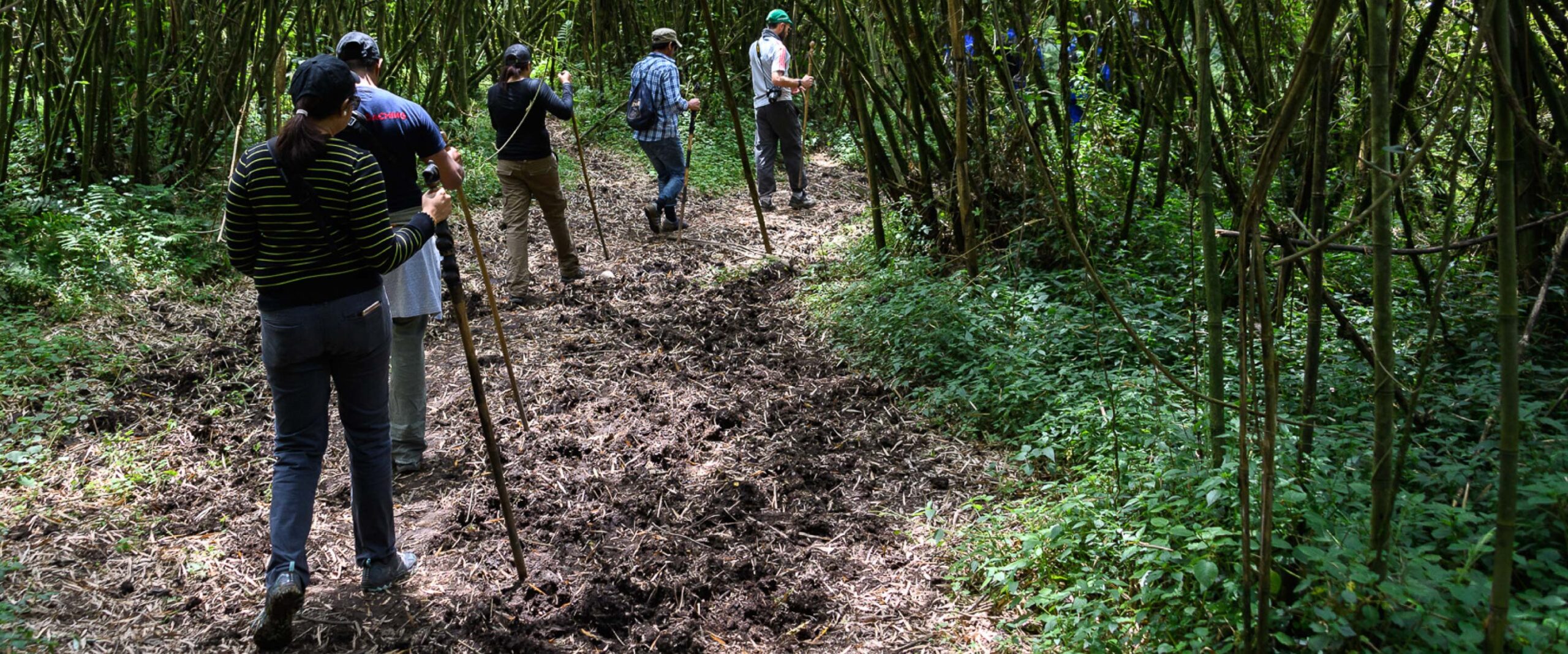Nyungwe Forest National Park