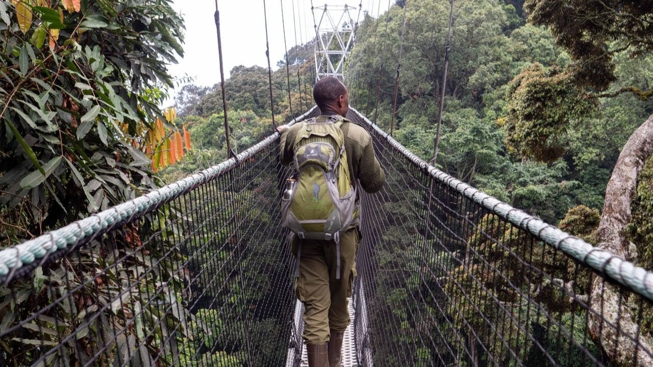 Rwanda Primate Tracking Experience